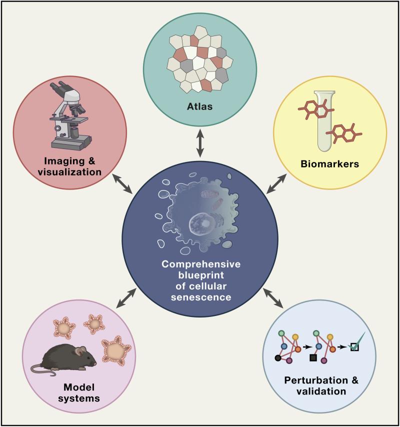 A Blueprint for Characterizing Senescence